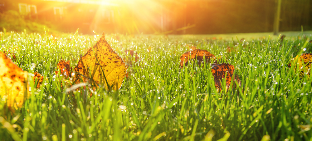 Grass upkeep deals